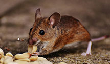 24 Hour & Emergency Exterminators in Camden, AR